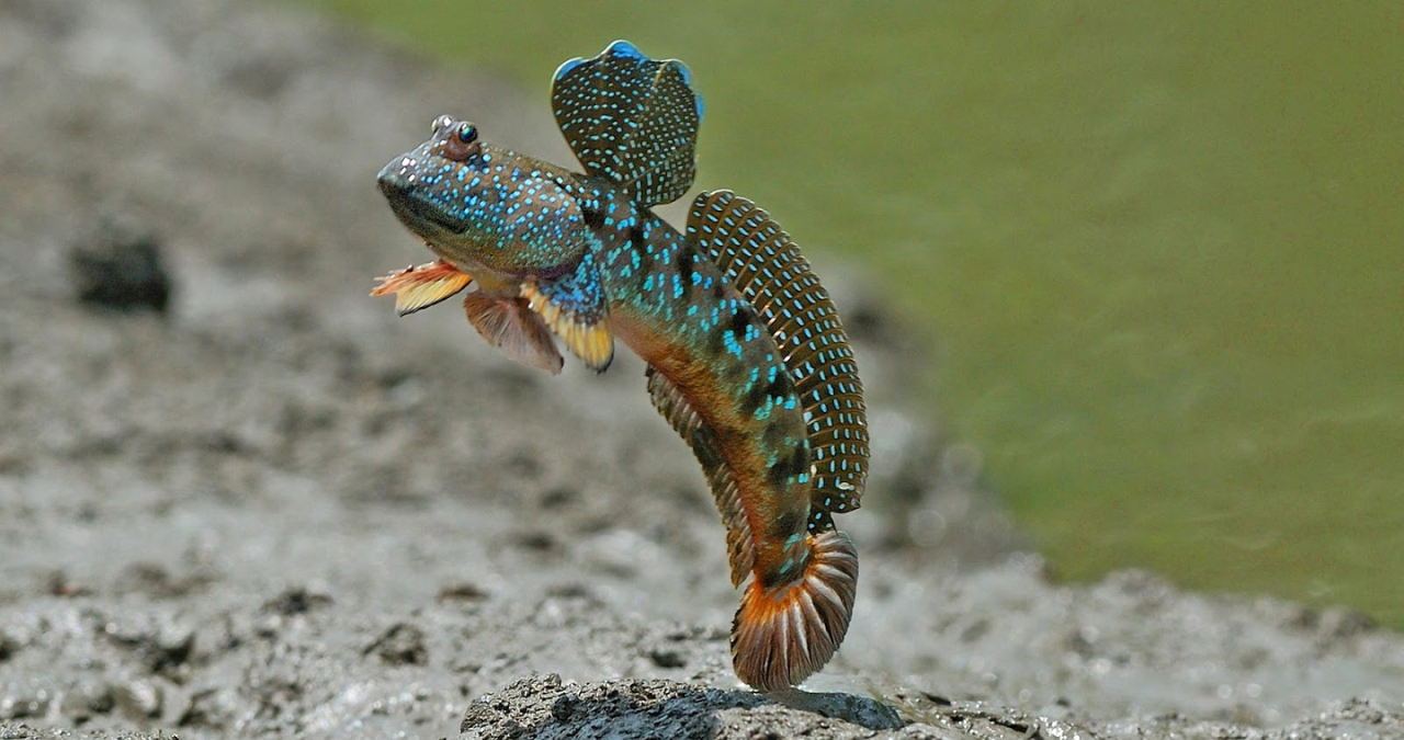 MP Minyak Belacak